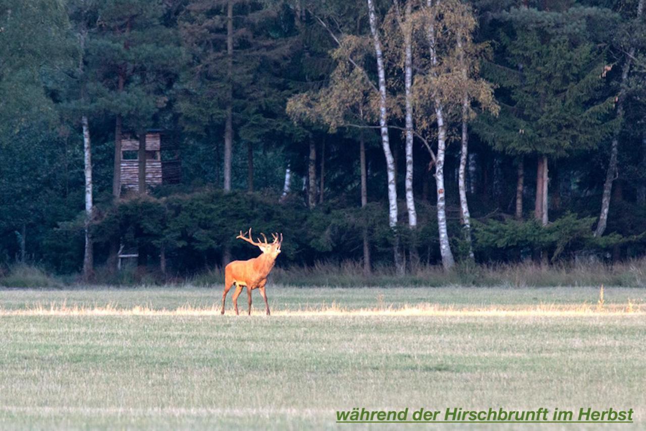 Ferienhaus Lüneburger Heide Eschede Exterior foto