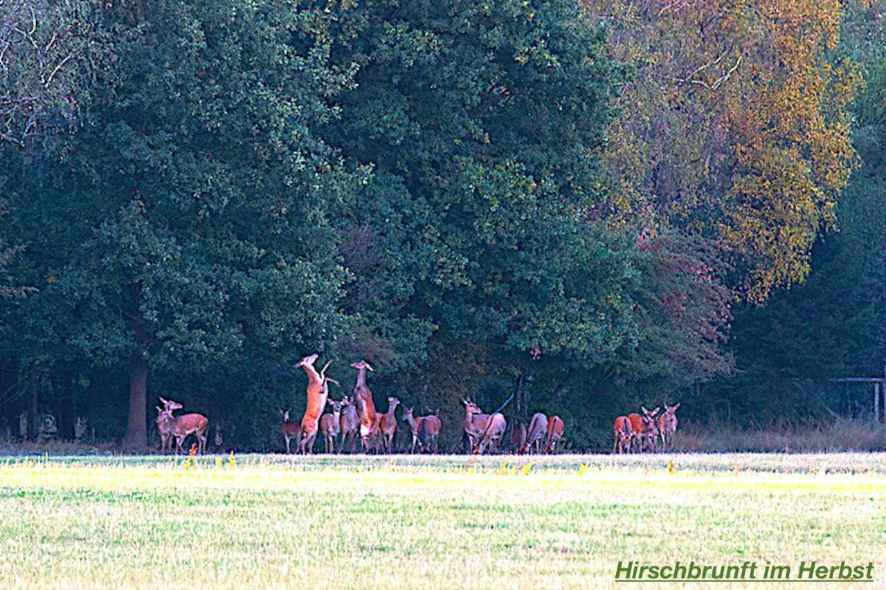 Ferienhaus Lüneburger Heide Eschede Exterior foto